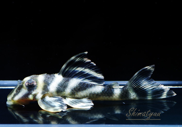 L199�����åȥ��������ץ쥳��3ɤ