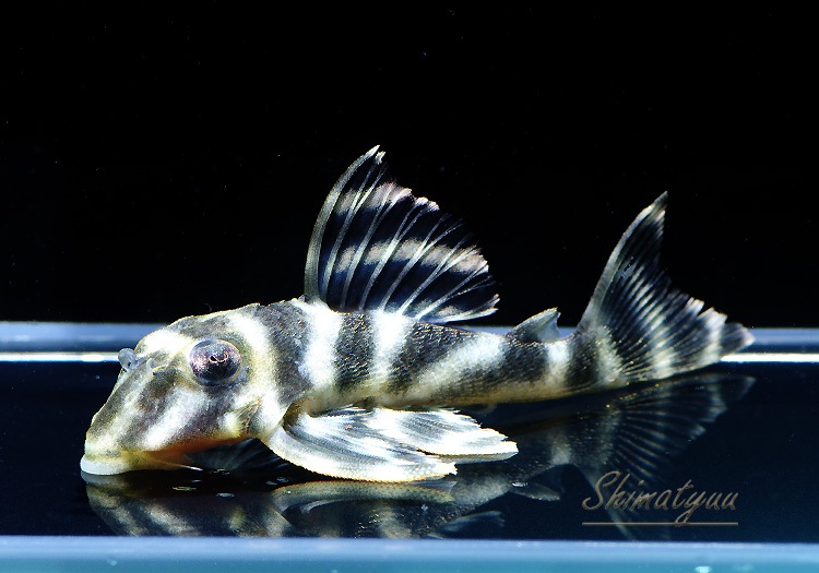 L199�����åȥ��������ץ쥳��3ɤ