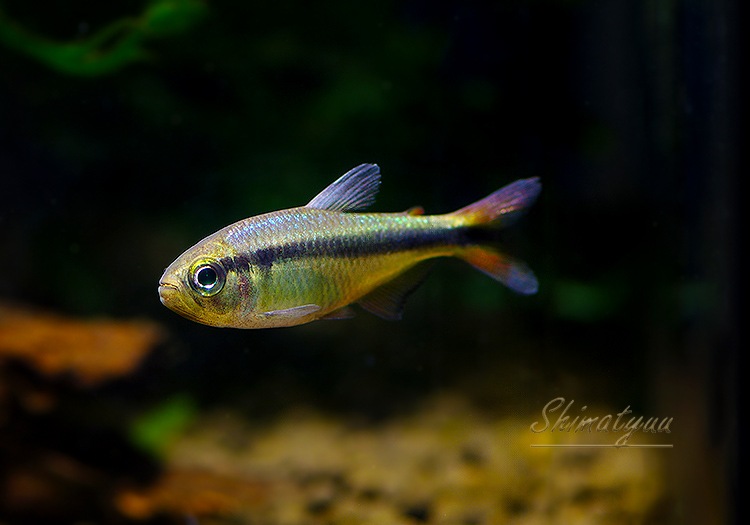 ��Ǯ�ӵ��ۡ��֥롼��ܥ�ƥȥ魶����WILD�ɡ�3ɤ