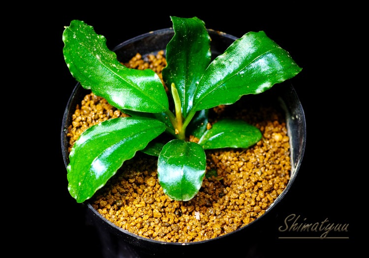 あばぶさんBUCEPHALANDRA 000000012025_C4NBqBE.jpg