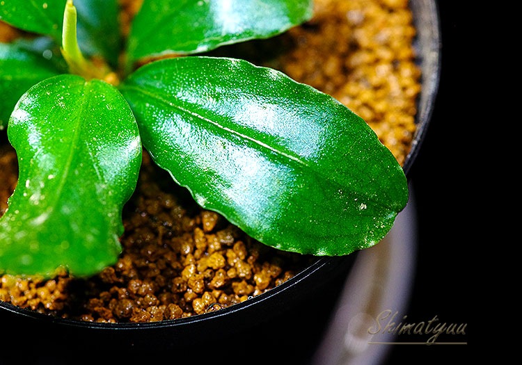 ����ʪ��Bucephalandra sp. Theia Purple  2020.10��No.24