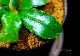 ����ʪ��Bucephalandra sp. Theia Purple  2020.10��No.24