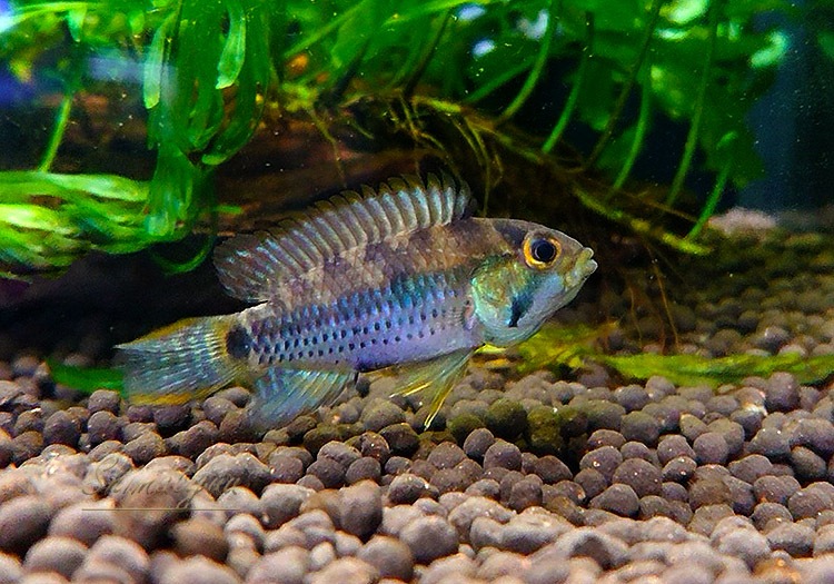 Ap パヤミノニス WILD 1Pr アピストグラマ ,アピストグラマ Wild AQUAF東京店通販ショップ