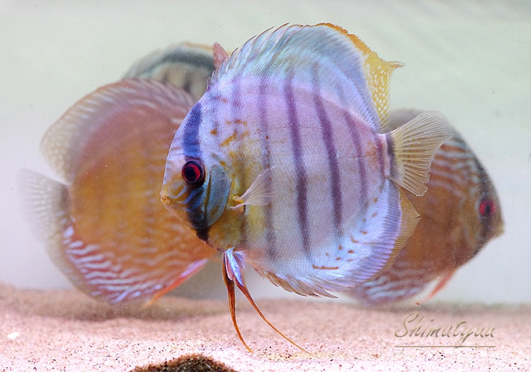 ディスカス＜熱帯魚解説＞ 原種 テフェグリーンディスカス レッド 