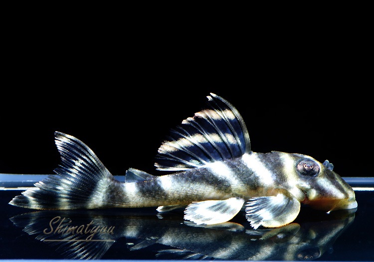 L199�����åȥ��������ץ쥳��1ɤ