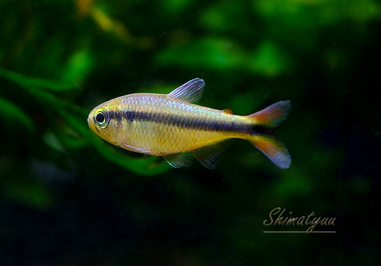 ��Ǯ�ӵ��ۡ��֥롼��ܥ�ƥȥ魶����WILD�ɡ�1ɤ