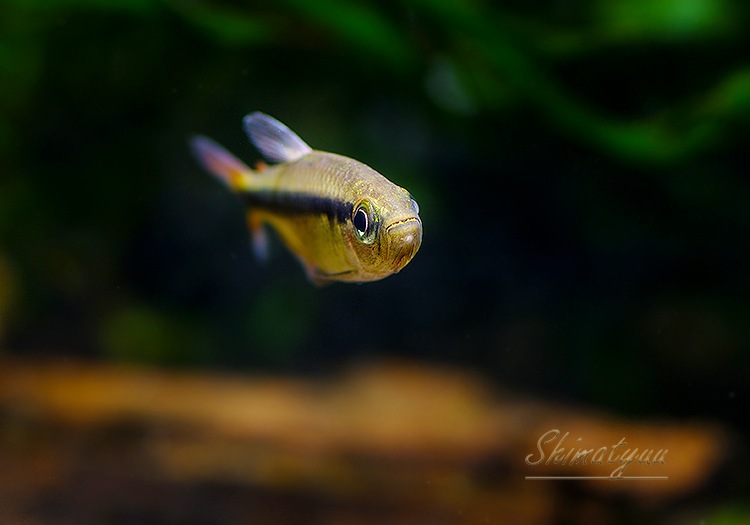 ��Ǯ�ӵ��ۡ��֥롼��ܥ�ƥȥ魶����WILD�ɡ�1ɤ