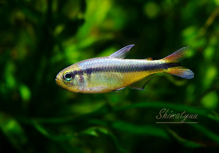 ��Ǯ�ӵ��ۡ��֥롼��ܥ�ƥȥ魶����WILD�ɡ�1ɤ