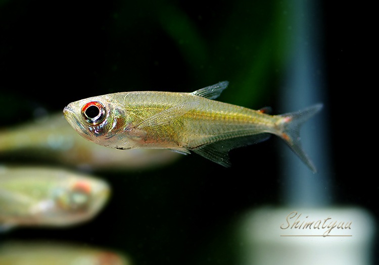 熱帯魚 アロワナテトラ バルセロス Wild 3匹 熱帯魚 カラシンｗild Aqua F東京店通販ショップ