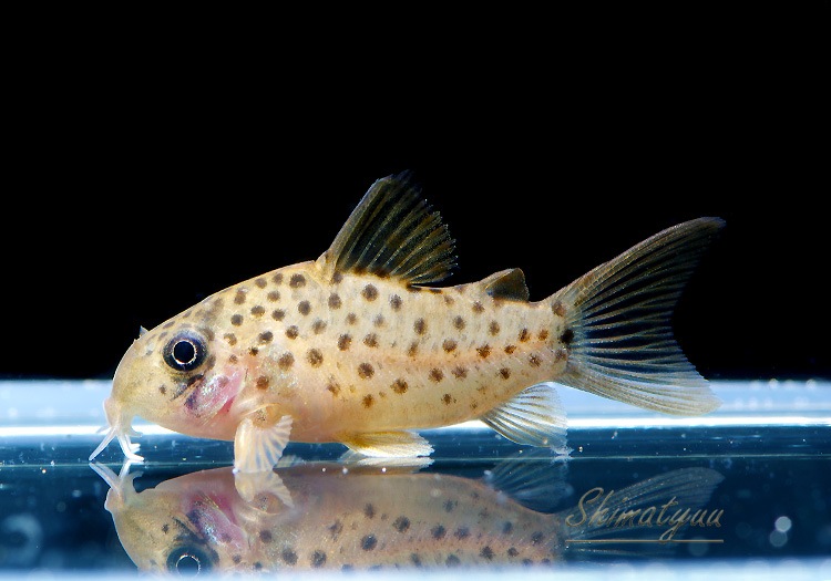 Co sp. ʡ񻺥֥꡼ɡ3ɤ