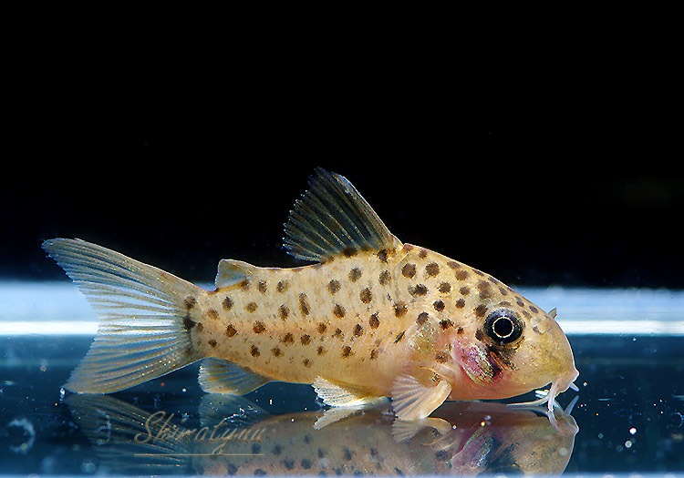 Co sp. ʡ񻺥֥꡼ɡ3ɤ