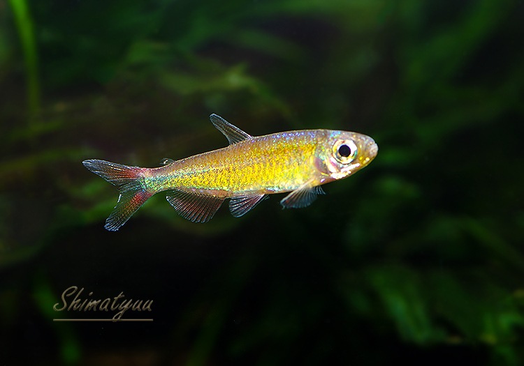 ��Ǯ�ӵ��ۡ����㥤�˥󥰥֥롼�����꡼���󥴥ƥȥ顡WILD��3�У�