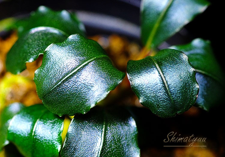 ����ʪ��Bucephalandra sp. Elegant Blue  2020.7��No.25
