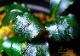 ����ʪ��Bucephalandra sp. Elegant Blue  2020.7��No.25