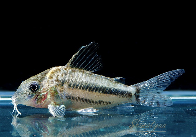 ����ʪ��C��֥�åȥ� WILD ��M��No.02