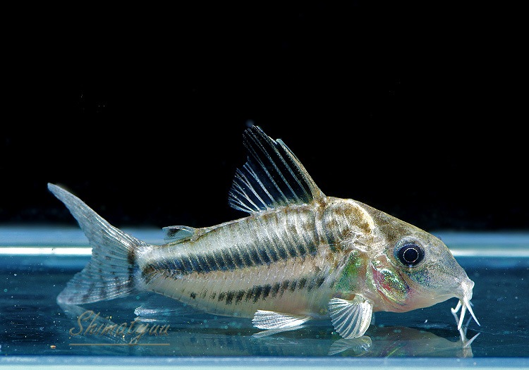 ����ʪ��C��֥�åȥ� WILD ��M��No.02