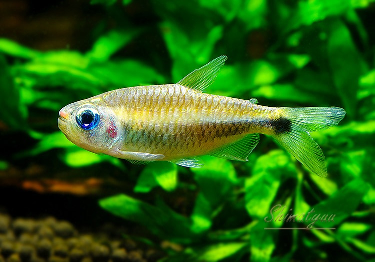 ��Ǯ�ӵ��ۡ��������ƥȥ顡WILD���ȡȥޥåȥ����å����ǥ������ƥ��Ρɡ�1ɤ