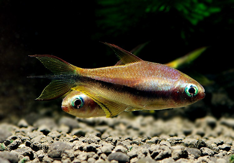 エンペラーテトラの魚種プロフィール