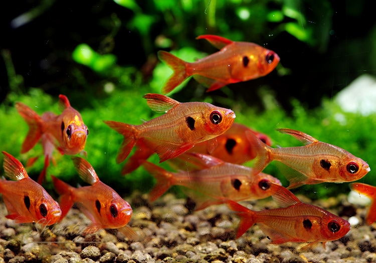 熱帯魚 元祖 レッドファントム テトラ ルブラ 激赤タイプ Wild 5匹 熱帯魚 カラシンwild Aqua F東京店通販ショップ 熱帯魚 元祖 レッドファントム テトラ ルブラ 激赤タイプ Wild 5匹 熱帯魚 カラシンwild Aqua F東京店通販ショップ