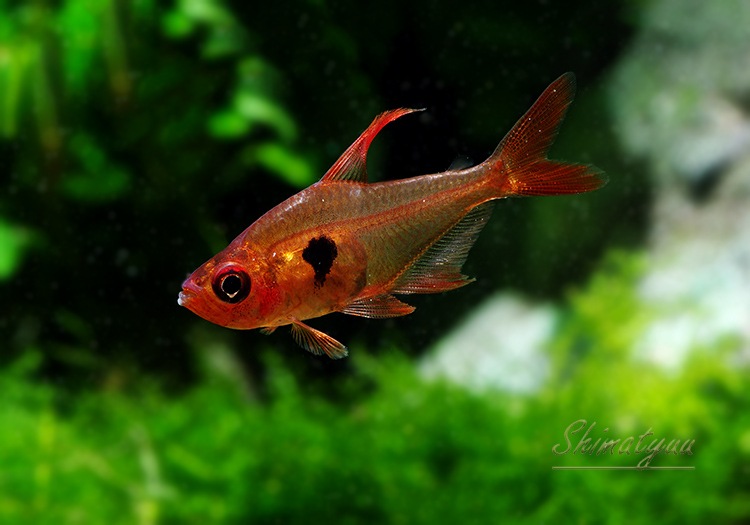 熱帯魚 元祖 レッドファントム テトラ ルブラ 激赤タイプ Wild 5匹 熱帯魚 カラシンwild Aqua F東京店通販ショップ 熱帯魚 元祖 レッドファントム テトラ ルブラ 激赤タイプ Wild 5匹 熱帯魚 カラシンwild Aqua F東京店通販ショップ