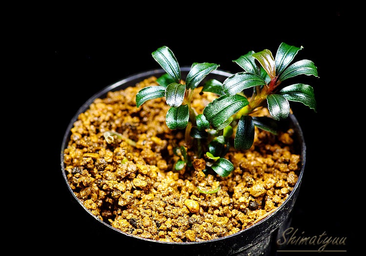 ����ʪ��Bucephalandra sp. Red Serenade  2020.7��No.26