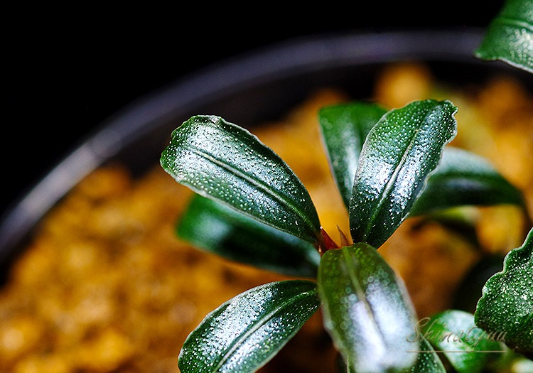 ����ʪ��Bucephalandra sp. Red Serenade  2020.7��No.26