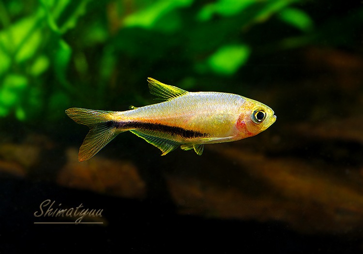 Ǯӵۡѥƥ.sp.󥸥ǥӥ롡T1ɡWILD3ɤ