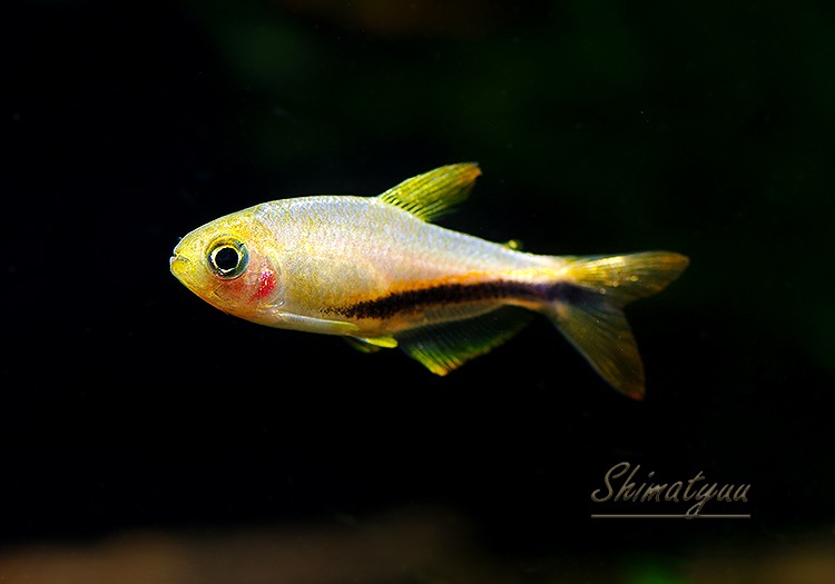 Ǯӵۡѥƥ.sp.󥸥ǥӥ롡T1ɡWILD3ɤ