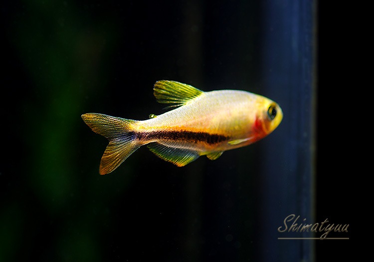 Ǯӵۡѥƥ.sp.󥸥ǥӥ롡T1ɡWILD3ɤ