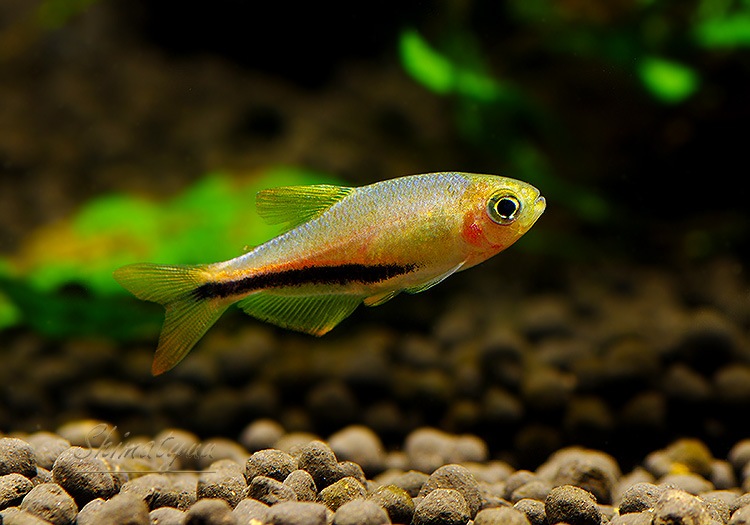 Ǯӵۡѥƥ.sp.󥸥ǥӥ롡T1ɡWILD3ɤ