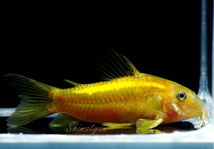 今週のお買い得品 Cｏ イルミネータス オレンジ Ml Wild 1匹 今週のお買い得品 Aqua F東京店通販ショップ