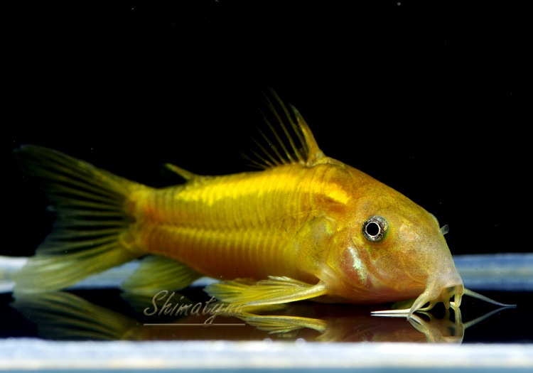 今週のお買い得品 Cｏ イルミネータス オレンジ Ml Wild 1匹 今週のお買い得品 Aqua F東京店通販ショップ