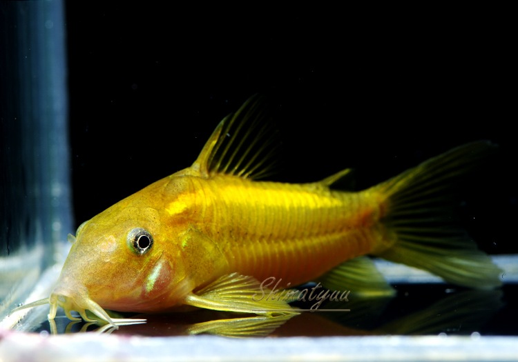 今週のお買い得品 Cｏ イルミネータス オレンジ Ml Wild 1匹 今週のお買い得品 Aqua F東京店通販ショップ