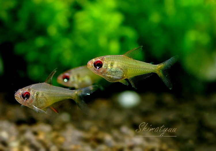 熱帯魚】 スーパーレモンテトラ “ピメンタル” WILD 1匹 | 熱帯魚