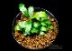 ����ʪ��Bucephalandra sp. Super Mini Purple  2020.10��No.27