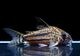 ����ʪ��C��ѥ����ͥꥢ����WILD��No.05