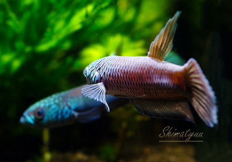 ��Ǯ�ӵ��ۡ��٥�������ȥ�����WILD��1Pr��