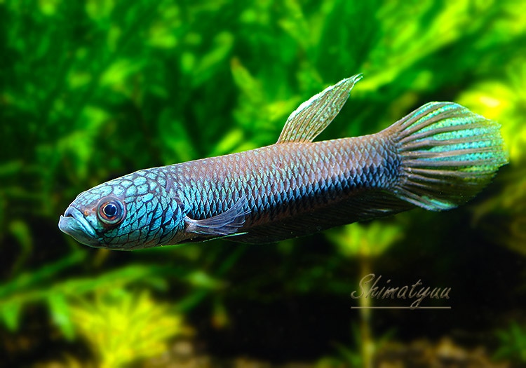 ��Ǯ�ӵ��ۡ��٥�������ȥ�����WILD��1Pr��