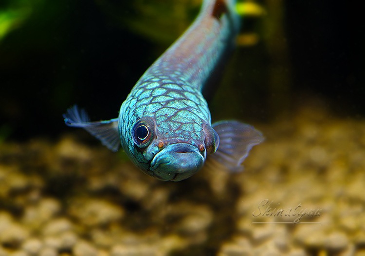 ��Ǯ�ӵ��ۡ��٥�������ȥ�����WILD��1Pr��