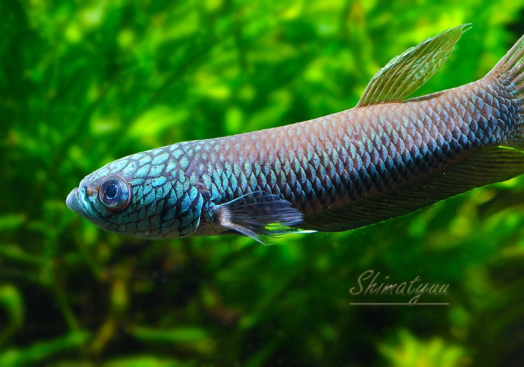 ��Ǯ�ӵ��ۡ��٥�������ȥ�����WILD��1Pr��