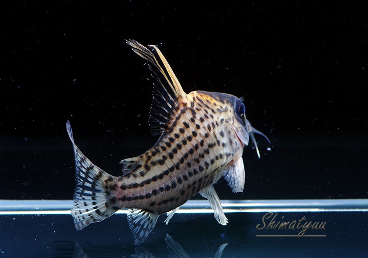 C�����ȥ饷����ĥ���1ɤ