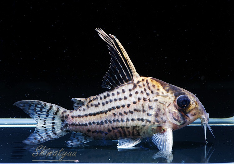 C�����ȥ饷����ĥ���1ɤ