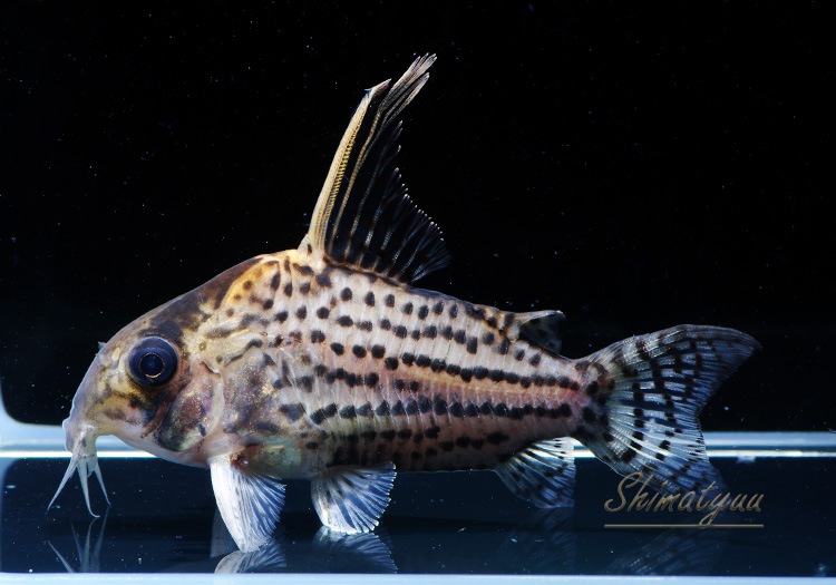 C�����ȥ饷����ĥ���1ɤ