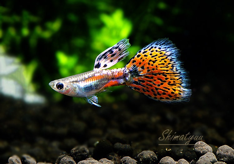 熱帯魚　国産グッピー　ブルーグラスBDレッドグラスBD レッドグラスグッピー [熱帯魚] All About