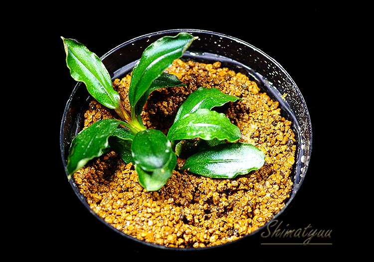 一点物 Bucephalandra sp. Metallic Purple 2020.10 No.28 | 水草