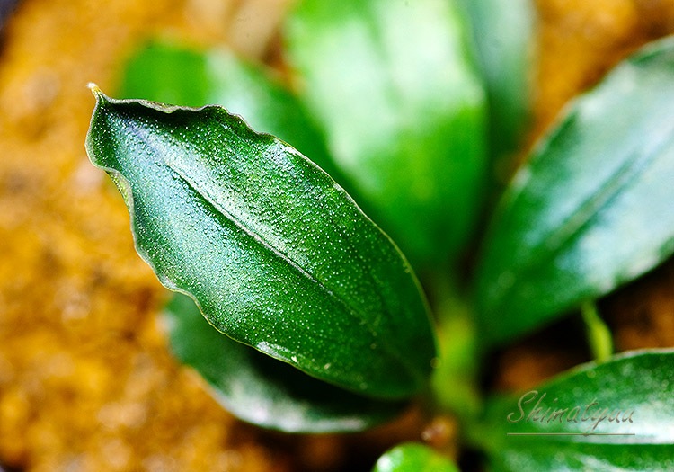 ����ʪ��Bucephalandra sp. Metallic Purple  2020.10��No.28