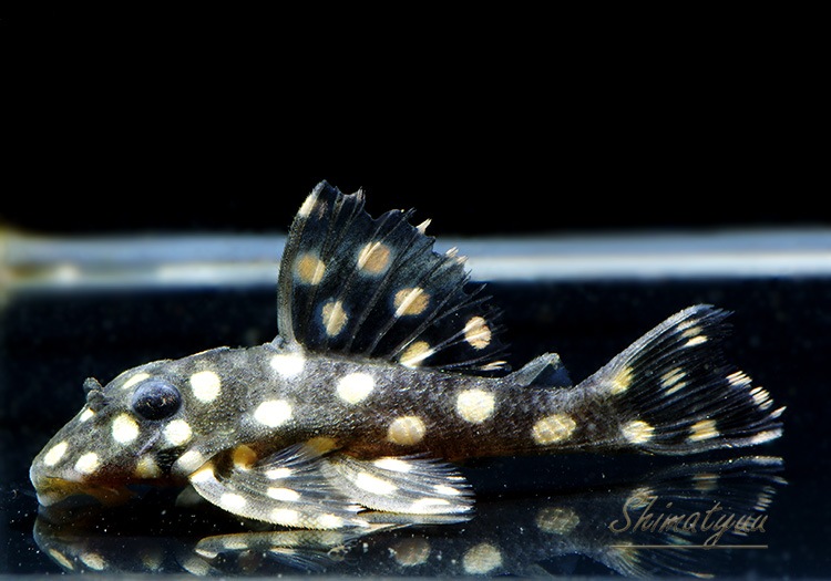 L471���ե��󥷡����ݥåȥץ쥳����SM�ˡ�WILD��1ɤ