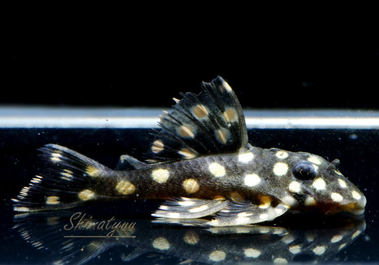 L471���ե��󥷡����ݥåȥץ쥳����SM�ˡ�WILD��1ɤ