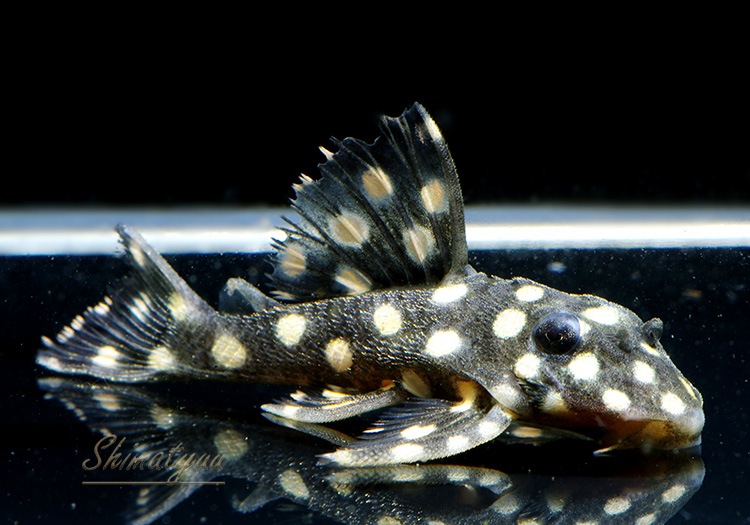 L471���ե��󥷡����ݥåȥץ쥳����SM�ˡ�WILD��1ɤ