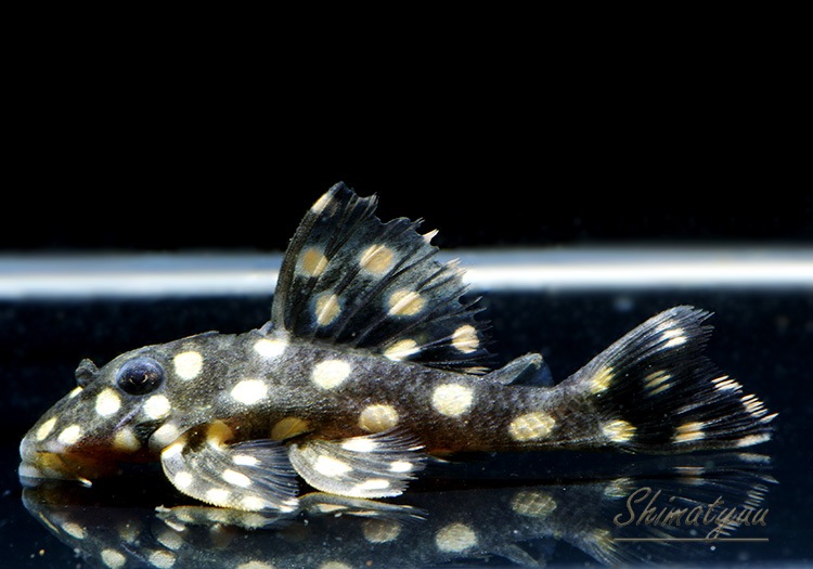 L471���ե��󥷡����ݥåȥץ쥳����SM�ˡ�WILD��1ɤ